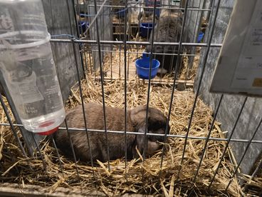 XX Ogólnopolska Wystawa Królików Rasowych w Wieluniu za nami